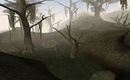 Morrowind_090606_1817396